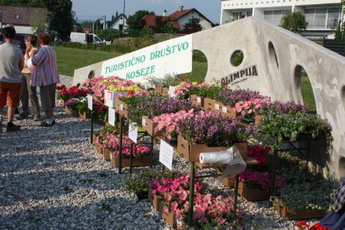 Delitev sadik cvetja ob Koseškem bajerju