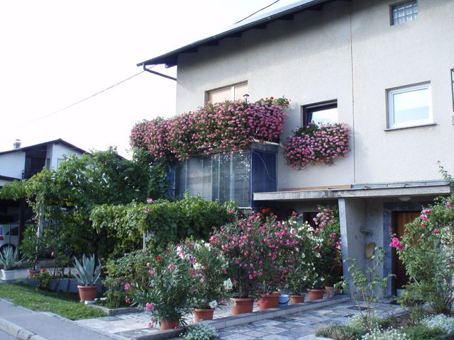 Cvetoče Koseze 2007